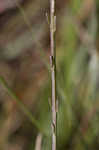 Tenlobe false foxglove